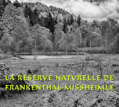 La réserve naturelle de Frankenthal-Missheimle 